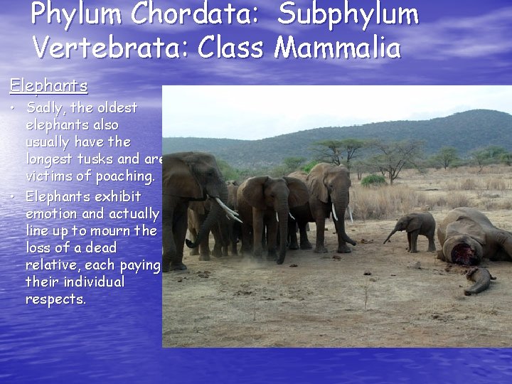 Phylum Chordata: Subphylum Vertebrata: Class Mammalia Elephants • Sadly, the oldest elephants also usually Phylum Chordata: Subphylum Vertebrata: Class Mammalia Elephants • Sadly, the oldest elephants also usually