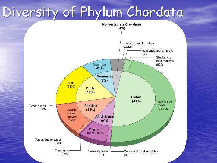 Diversity of Phylum Chordata 