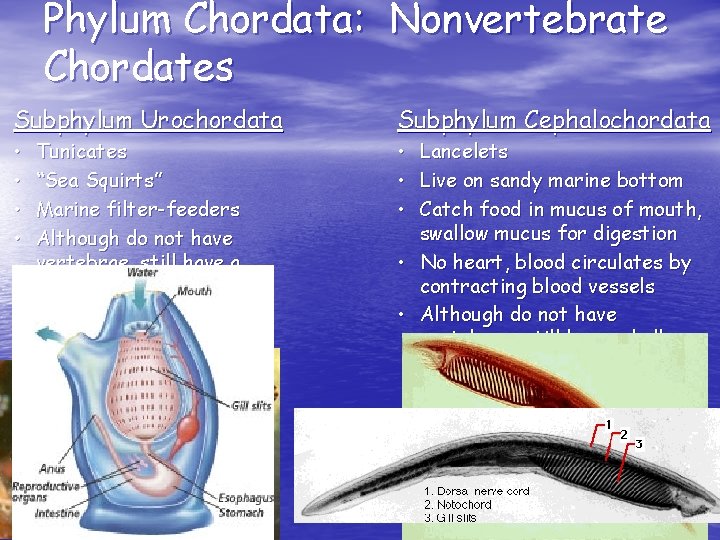 Phylum Chordata: Nonvertebrate Chordates Subphylum Urochordata • • Tunicates “Sea Squirts” Marine filter-feeders Although Phylum Chordata: Nonvertebrate Chordates Subphylum Urochordata • • Tunicates “Sea Squirts” Marine filter-feeders Although
