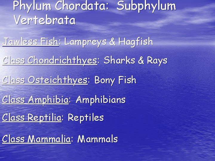 Phylum Chordata: Subphylum Vertebrata Jawless Fish: Lampreys & Hagfish Class Chondrichthyes: Sharks & Rays Phylum Chordata: Subphylum Vertebrata Jawless Fish: Lampreys & Hagfish Class Chondrichthyes: Sharks & Rays