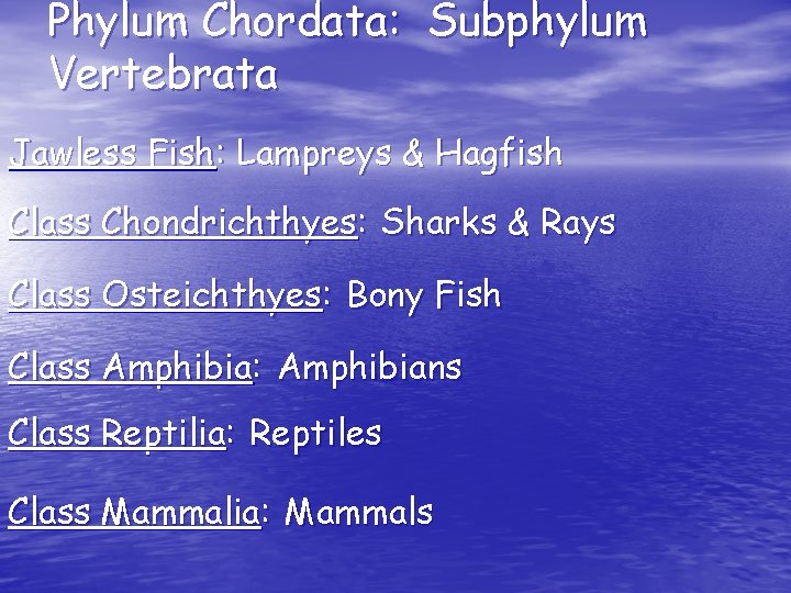 Phylum Chordata: Subphylum Vertebrata Jawless Fish: Lampreys & Hagfish Class Chondrichthyes: Sharks & Rays