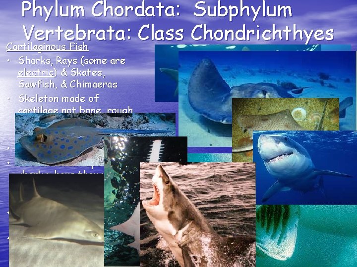 Phylum Chordata: Subphylum Vertebrata: Class Chondrichthyes Cartilaginous Fish • Sharks, Rays (some are electric)