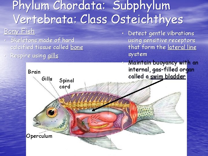 Phylum Chordata: Subphylum Vertebrata: Class Osteichthyes Bony Fish • Skeletons made of hard calcified