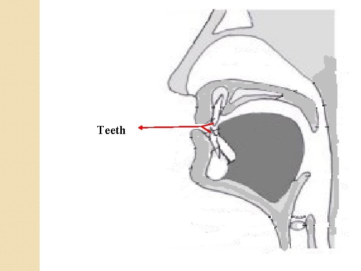 Teeth 