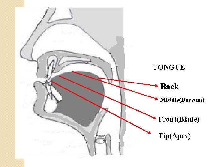 TONGUE Back Middle(Dorsum) Front(Blade) Tip(Apex) 