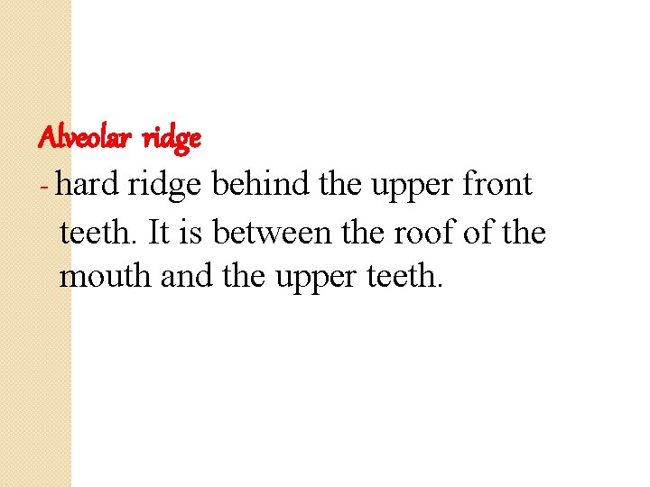Alveolar ridge - hard ridge behind the upper front teeth. It is between the