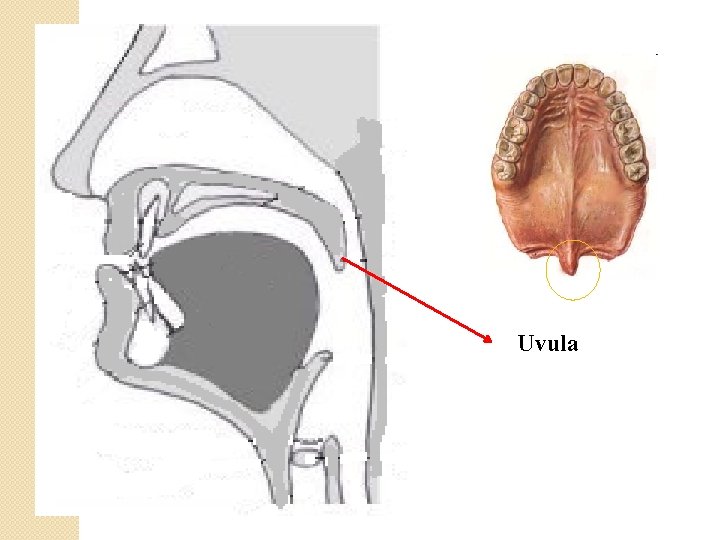 Uvula 