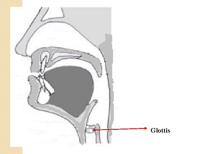 Glottis 