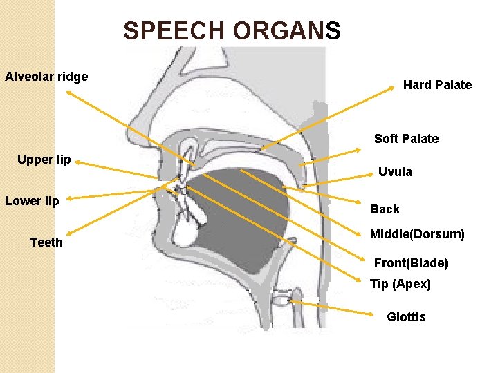 SPEECH ORGANS Alveolar ridge Hard Palate Soft Palate Upper lip Lower lip Teeth Uvula