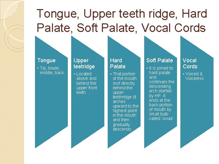 Tongue, Upper teeth ridge, Hard Palate, Soft Palate, Vocal Cords Tongue • Tip, blade,