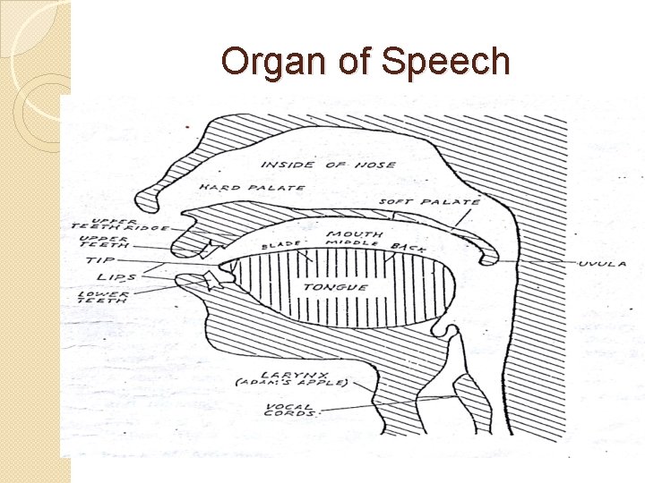 Organ of Speech 