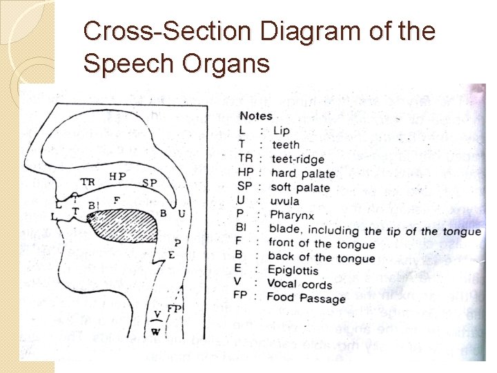 Cross-Section Diagram of the Speech Organs 