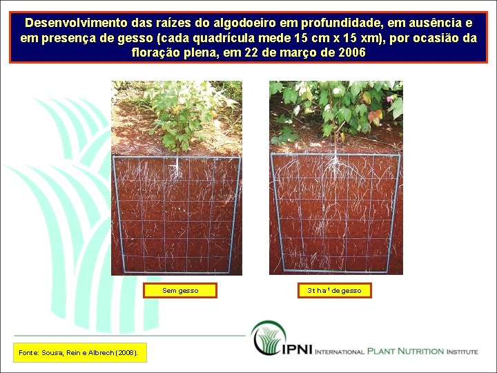 Desenvolvimento das raízes do algodoeiro em profundidade, em ausência e em presença de gesso