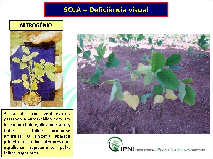 SOJA – Deficiência visual NITROGÊNIO Perda da cor verde-escuro, passando a verde-pálido com um