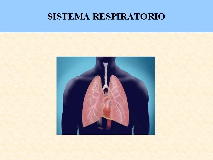 SISTEMA RESPIRATORIO 