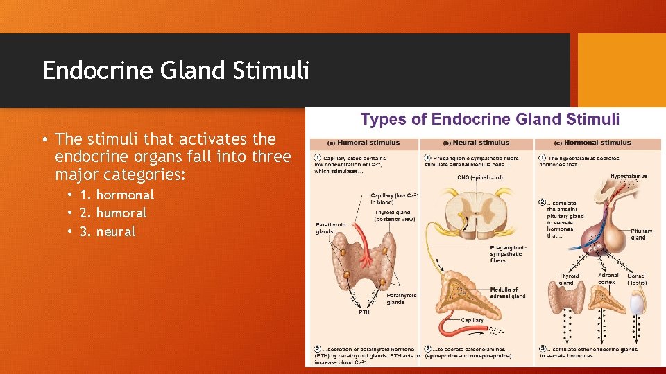 Endocrine Gland Stimuli • The stimuli that activates the endocrine organs fall into three