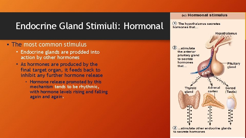 Endocrine Gland Stimiuli: Hormonal • The most common stimulus • Endocrine glands are prodded