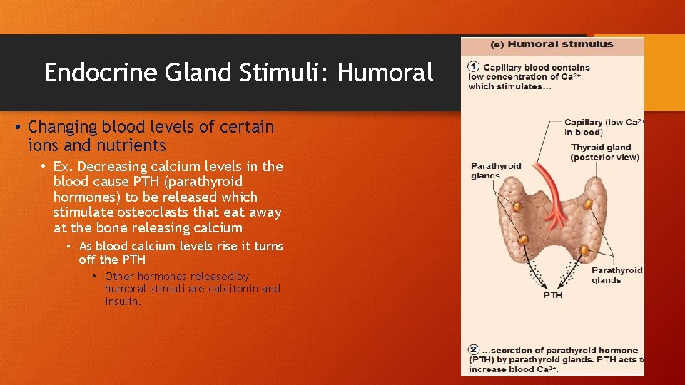 Endocrine Gland Stimuli: Humoral • Changing blood levels of certain ions and nutrients •
