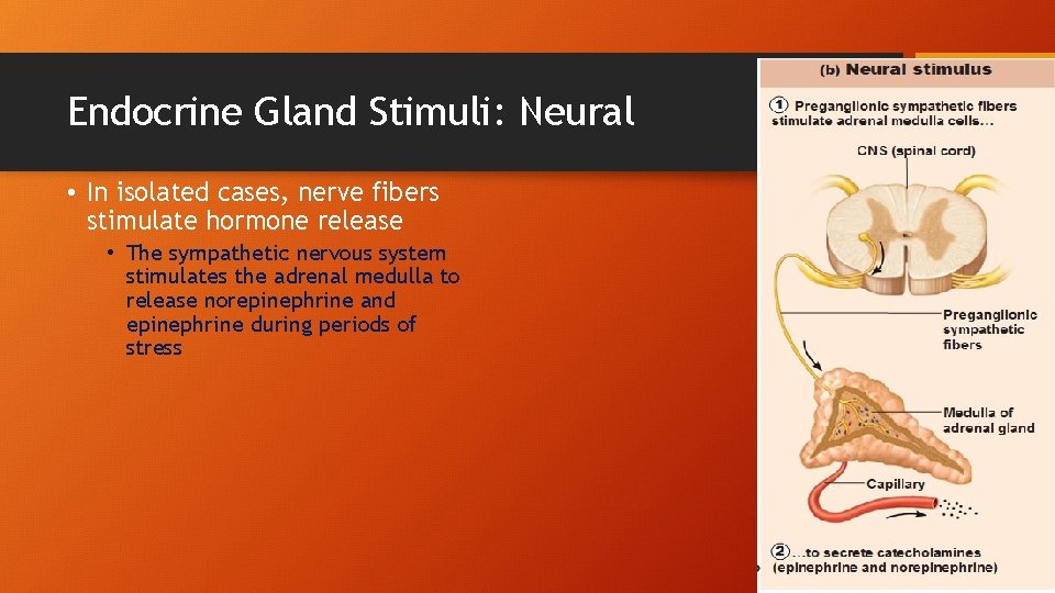 Endocrine Gland Stimuli: Neural • In isolated cases, nerve fibers stimulate hormone release •