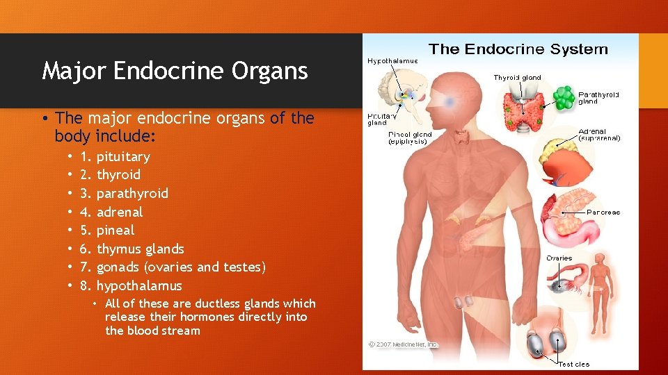 Major Endocrine Organs • The major endocrine organs of the body include: • •