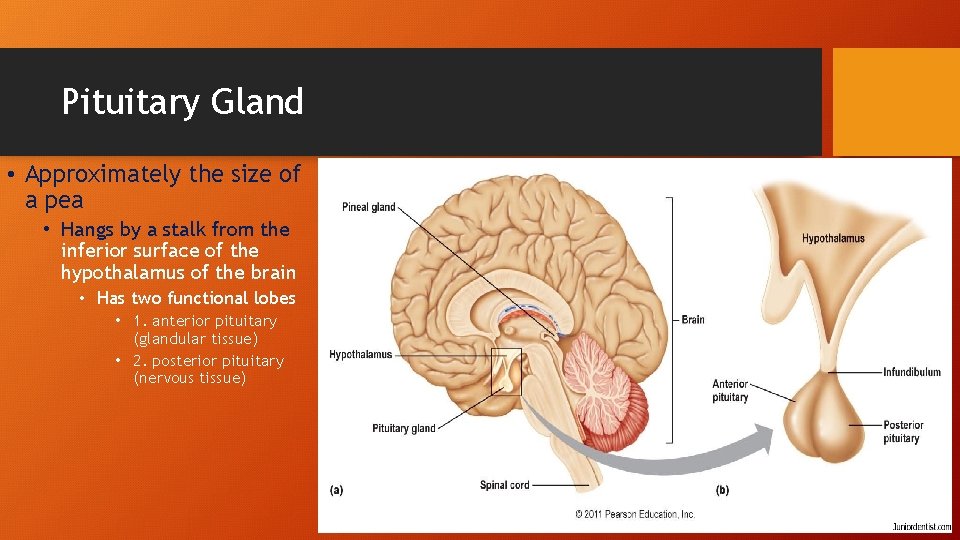 Pituitary Gland • Approximately the size of a pea • Hangs by a stalk