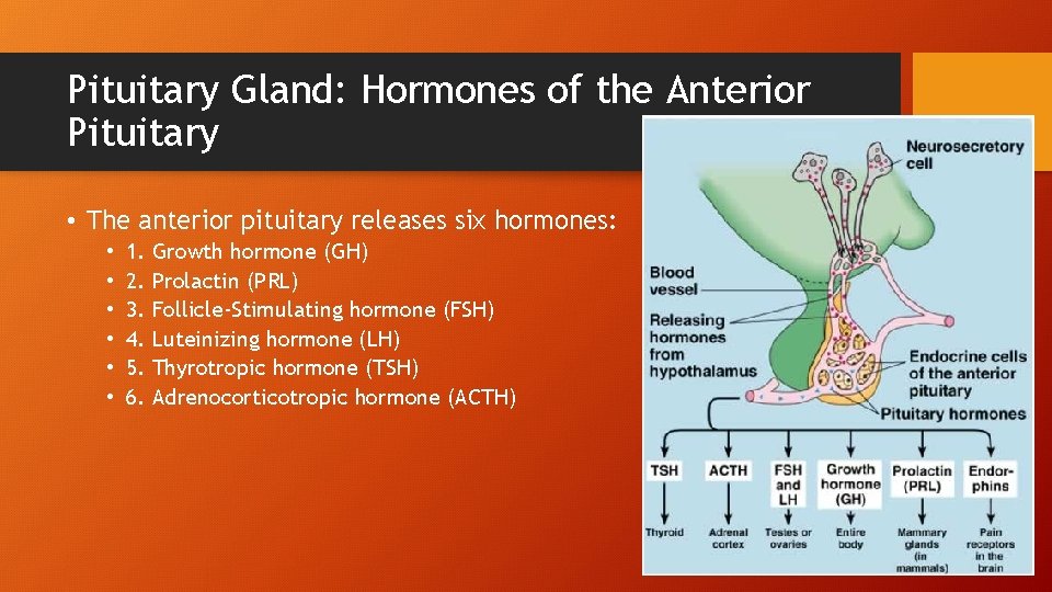 Pituitary Gland: Hormones of the Anterior Pituitary • The anterior pituitary releases six hormones: