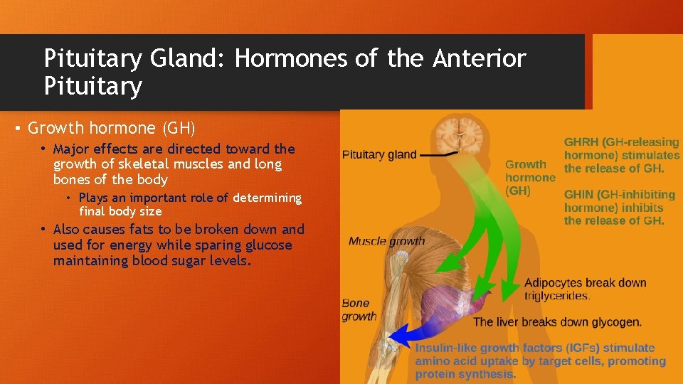 Pituitary Gland: Hormones of the Anterior Pituitary • Growth hormone (GH) • Major effects