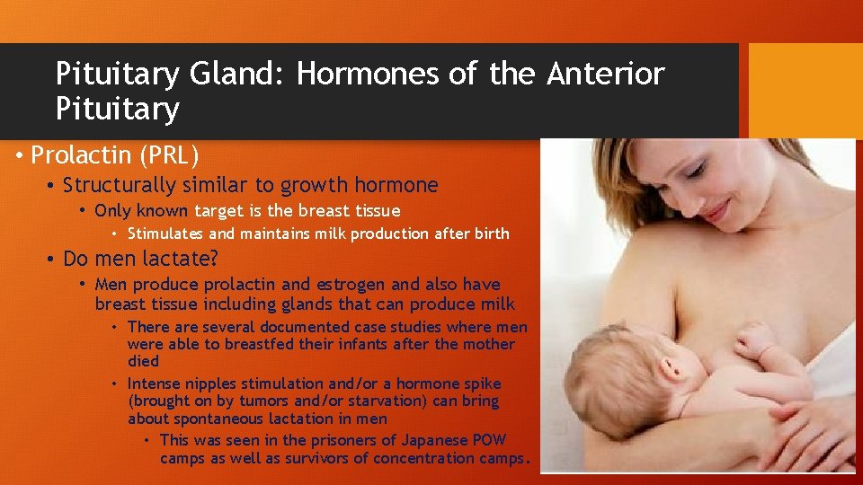 Pituitary Gland: Hormones of the Anterior Pituitary • Prolactin (PRL) • Structurally similar to