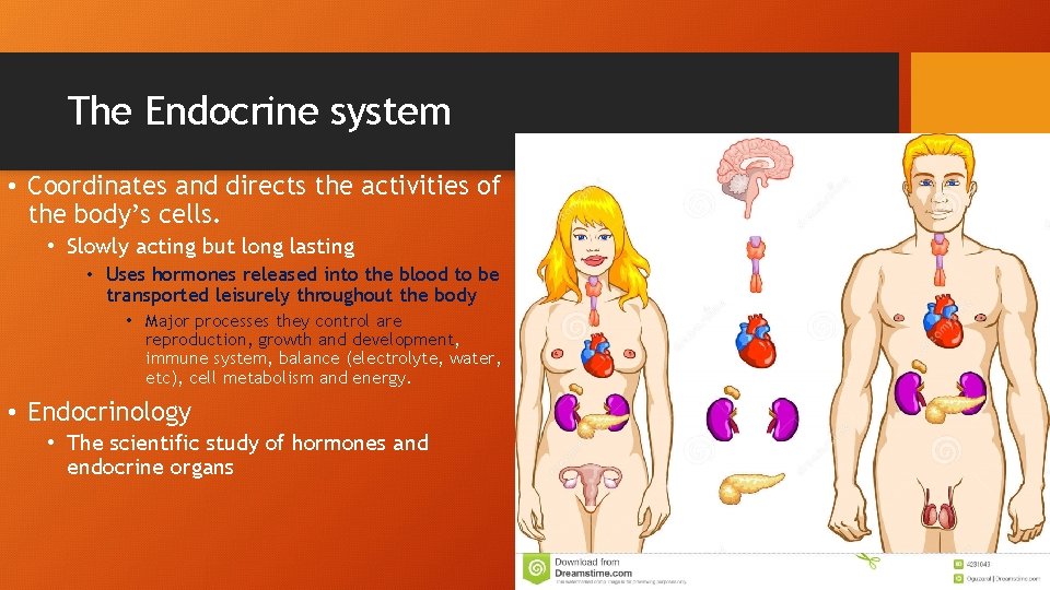 The Endocrine system • Coordinates and directs the activities of the body’s cells. •