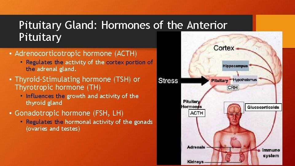 Pituitary Gland: Hormones of the Anterior Pituitary • Adrenocorticotropic hormone (ACTH) • Regulates the