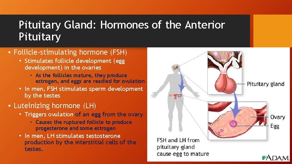 Pituitary Gland: Hormones of the Anterior Pituitary • Follicle-stimulating hormone (FSH) • Stimulates follicle
