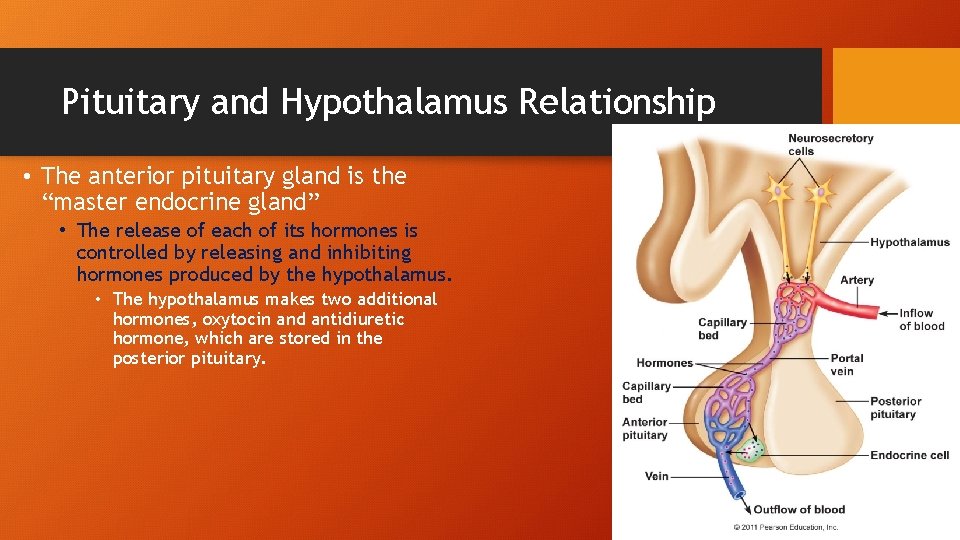 Pituitary and Hypothalamus Relationship • The anterior pituitary gland is the “master endocrine gland”