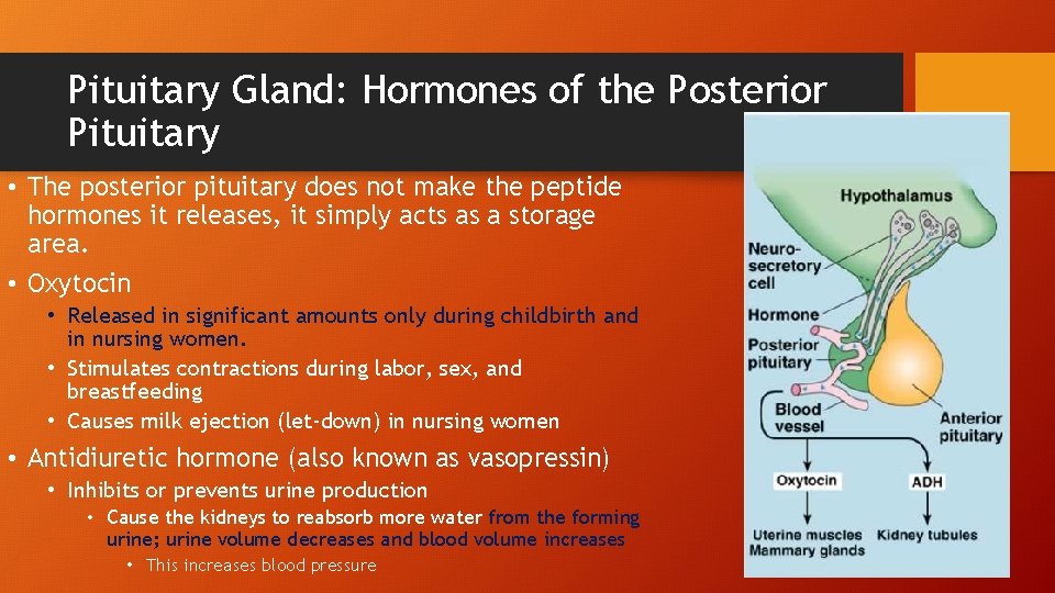 Pituitary Gland: Hormones of the Posterior Pituitary • The posterior pituitary does not make
