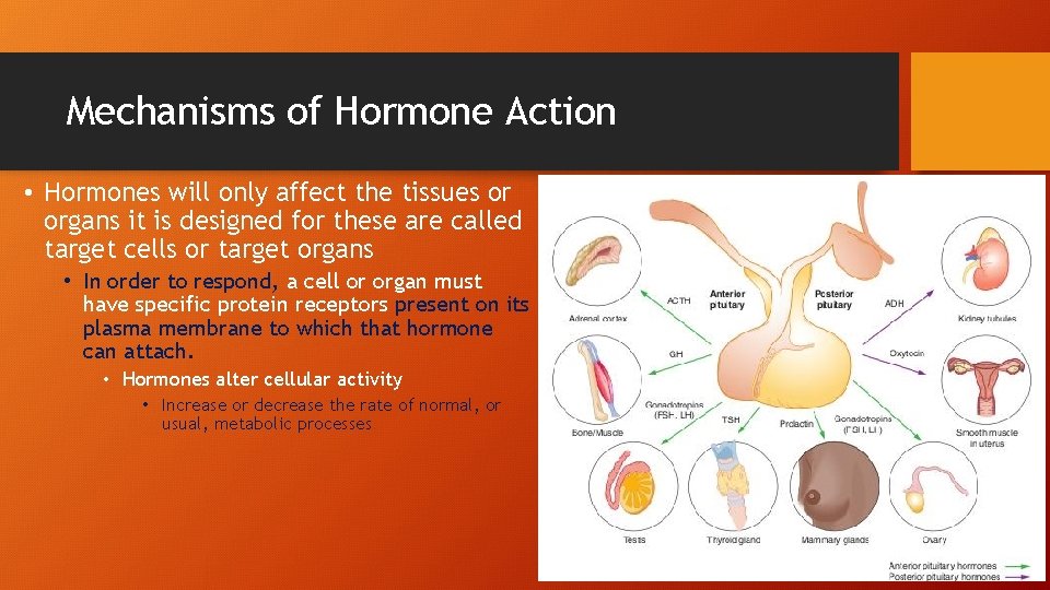 Mechanisms of Hormone Action • Hormones will only affect the tissues or organs it