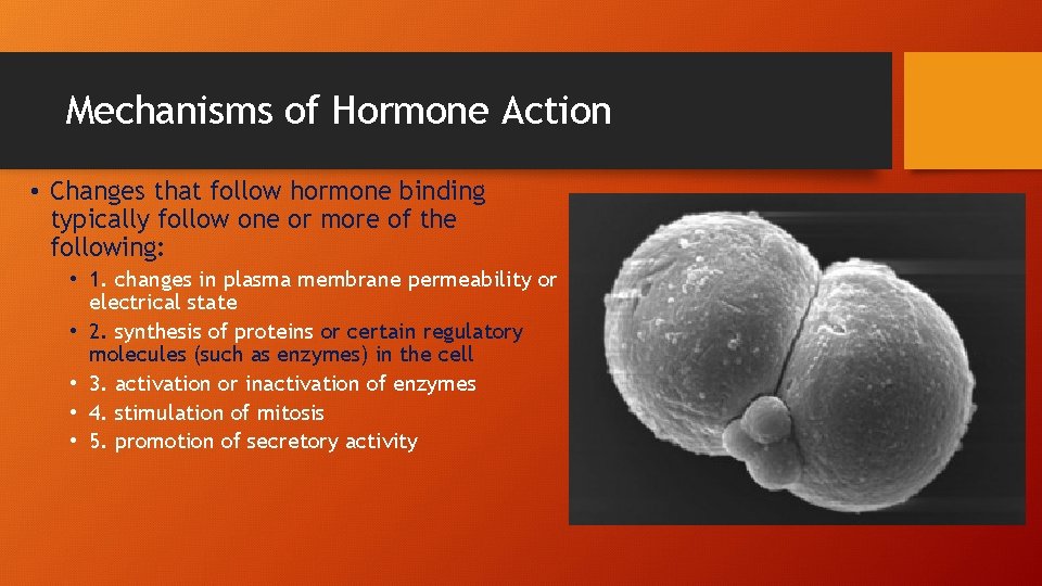 Mechanisms of Hormone Action • Changes that follow hormone binding typically follow one or