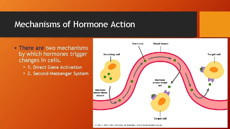 Mechanisms of Hormone Action • There are two mechanisms by which hormones trigger changes