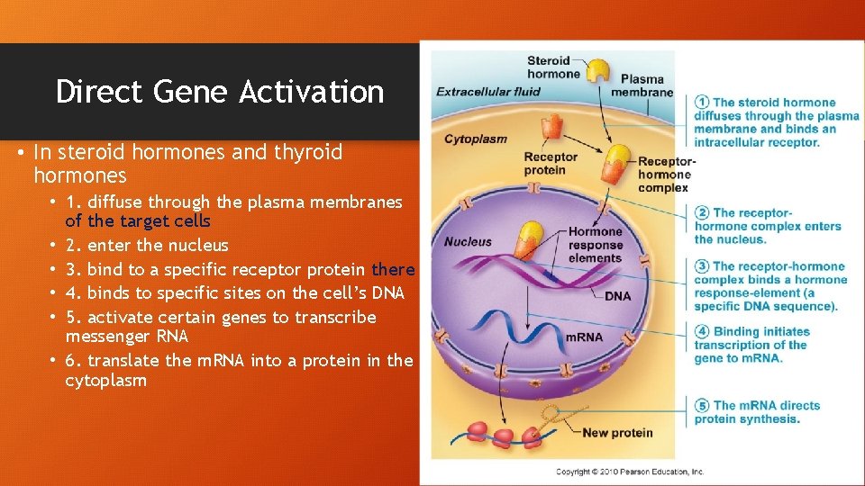 Direct Gene Activation • In steroid hormones and thyroid hormones • 1. diffuse through