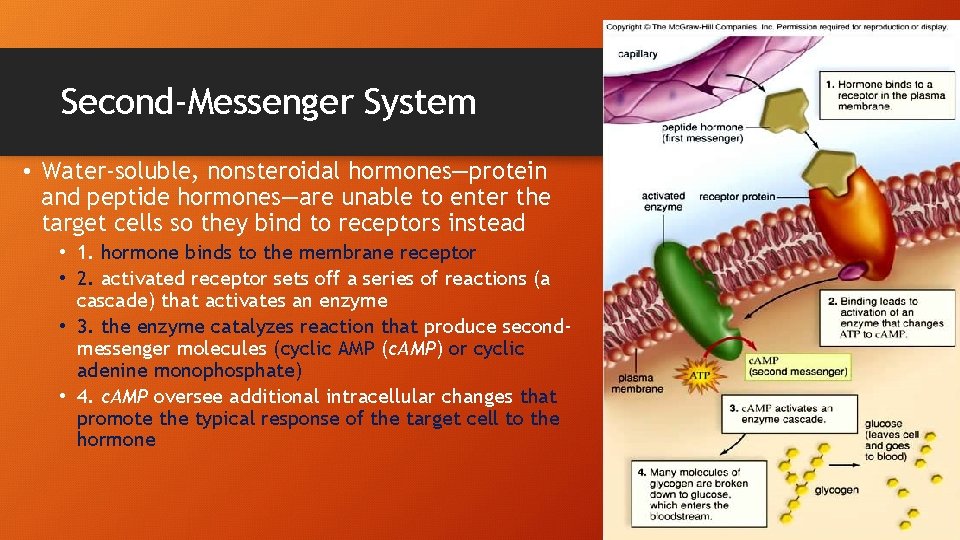 Second-Messenger System • Water-soluble, nonsteroidal hormones—protein and peptide hormones—are unable to enter the target