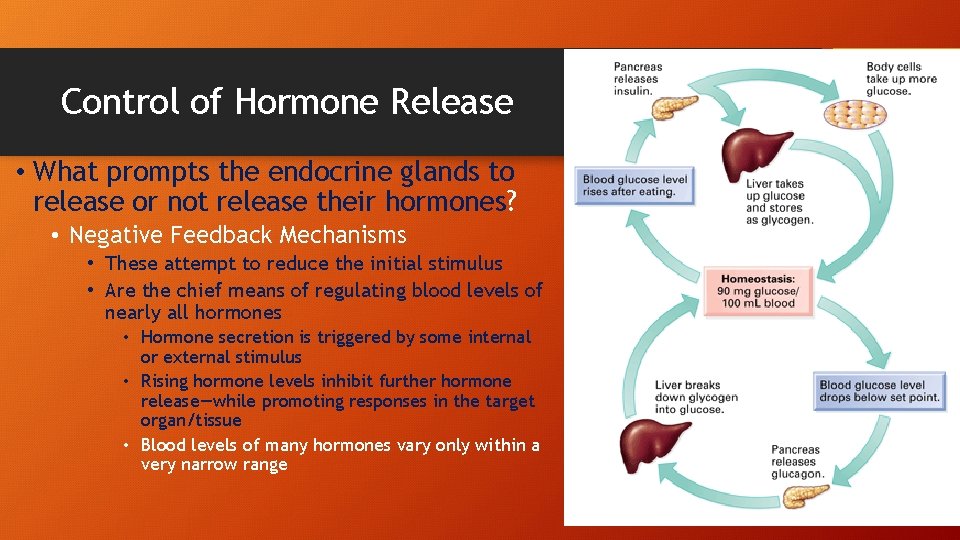 Control of Hormone Release • What prompts the endocrine glands to release or not