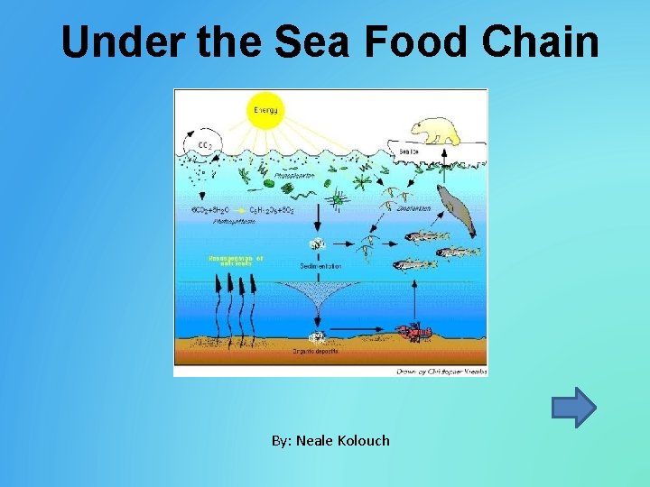 Under the Sea Food Chain By: Neale Kolouch 