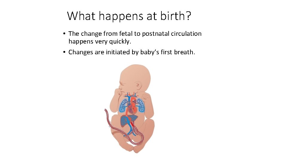 What happens at birth? • The change from fetal to postnatal circulation happens very