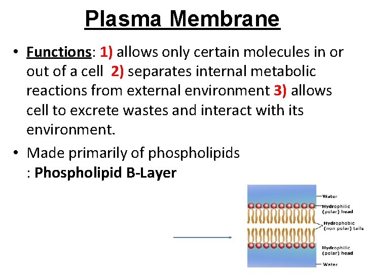 Plasma Membrane • Functions: 1) allows only certain molecules in or out of a Plasma Membrane • Functions: 1) allows only certain molecules in or out of a