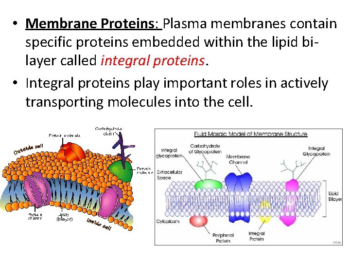 • Membrane Proteins: Plasma membranes contain specific proteins embedded within the lipid bilayer • Membrane Proteins: Plasma membranes contain specific proteins embedded within the lipid bilayer