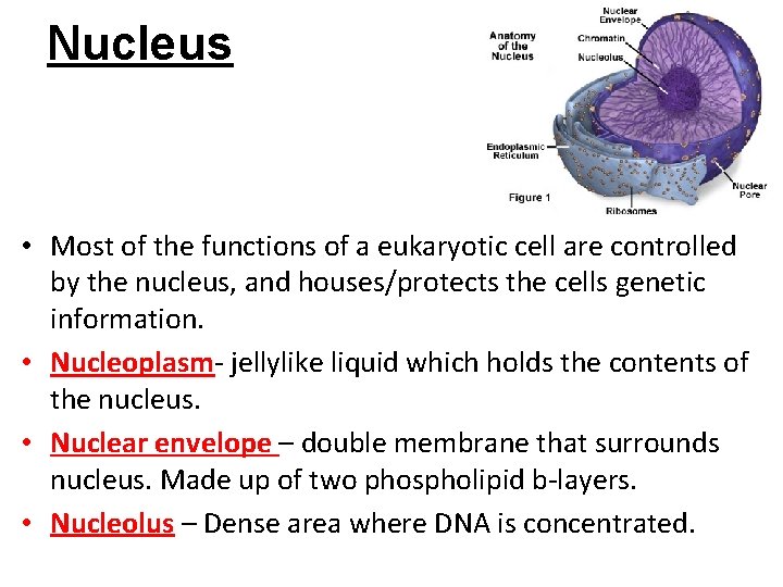 Nucleus • Most of the functions of a eukaryotic cell are controlled by the Nucleus • Most of the functions of a eukaryotic cell are controlled by the