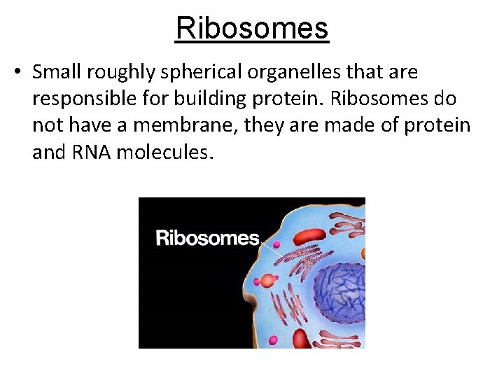 Ribosomes • Small roughly spherical organelles that are responsible for building protein. Ribosomes do Ribosomes • Small roughly spherical organelles that are responsible for building protein. Ribosomes do