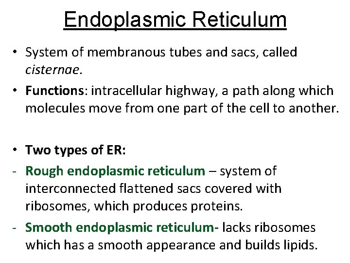 Endoplasmic Reticulum • System of membranous tubes and sacs, called cisternae. • Functions: intracellular Endoplasmic Reticulum • System of membranous tubes and sacs, called cisternae. • Functions: intracellular