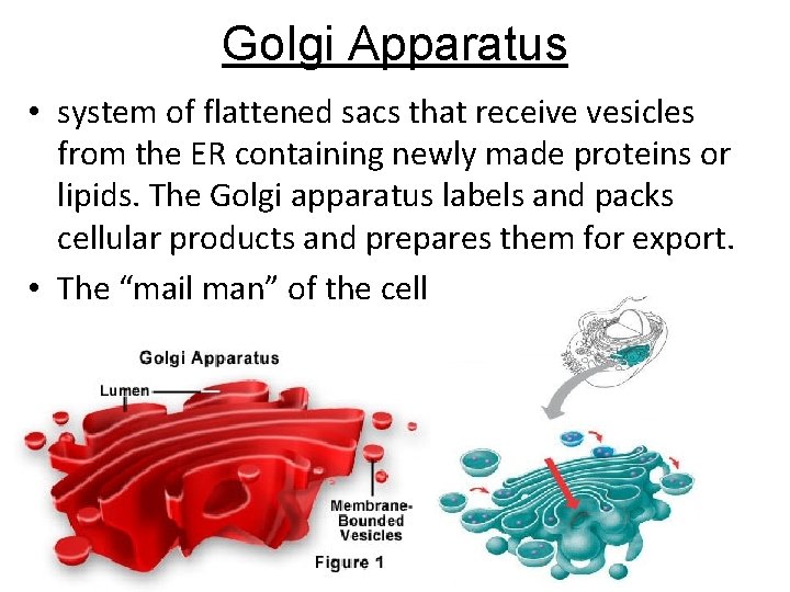 Golgi Apparatus • system of flattened sacs that receive vesicles from the ER containing Golgi Apparatus • system of flattened sacs that receive vesicles from the ER containing