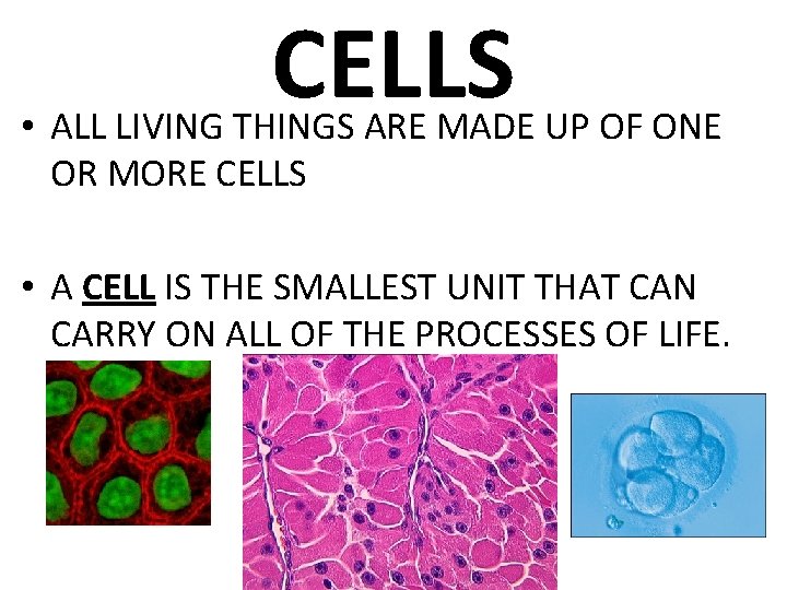 CELLS • ALL LIVING THINGS ARE MADE UP OF ONE OR MORE CELLS • CELLS • ALL LIVING THINGS ARE MADE UP OF ONE OR MORE CELLS •