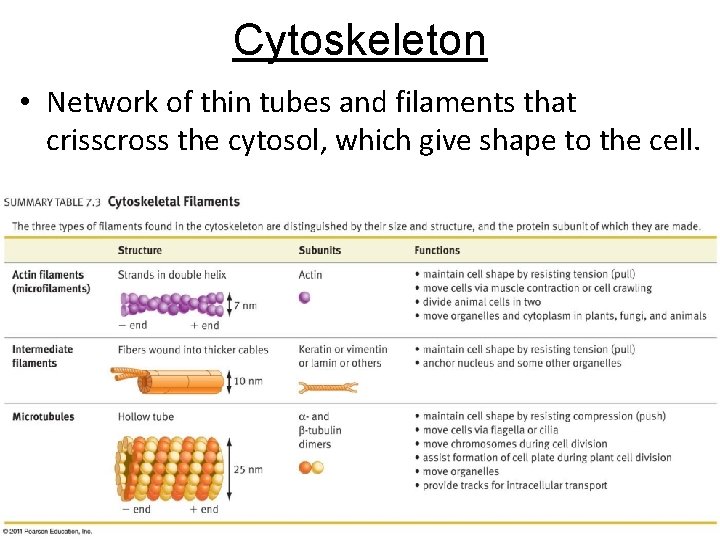 Cytoskeleton • Network of thin tubes and filaments that crisscross the cytosol, which give Cytoskeleton • Network of thin tubes and filaments that crisscross the cytosol, which give