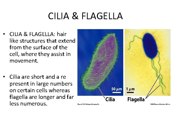 CILIA & FLAGELLA • CILIA & FLAGELLA: hair like structures that extend from the CILIA & FLAGELLA • CILIA & FLAGELLA: hair like structures that extend from the